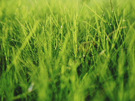 5 Steps to a Healthy Spring Lawn